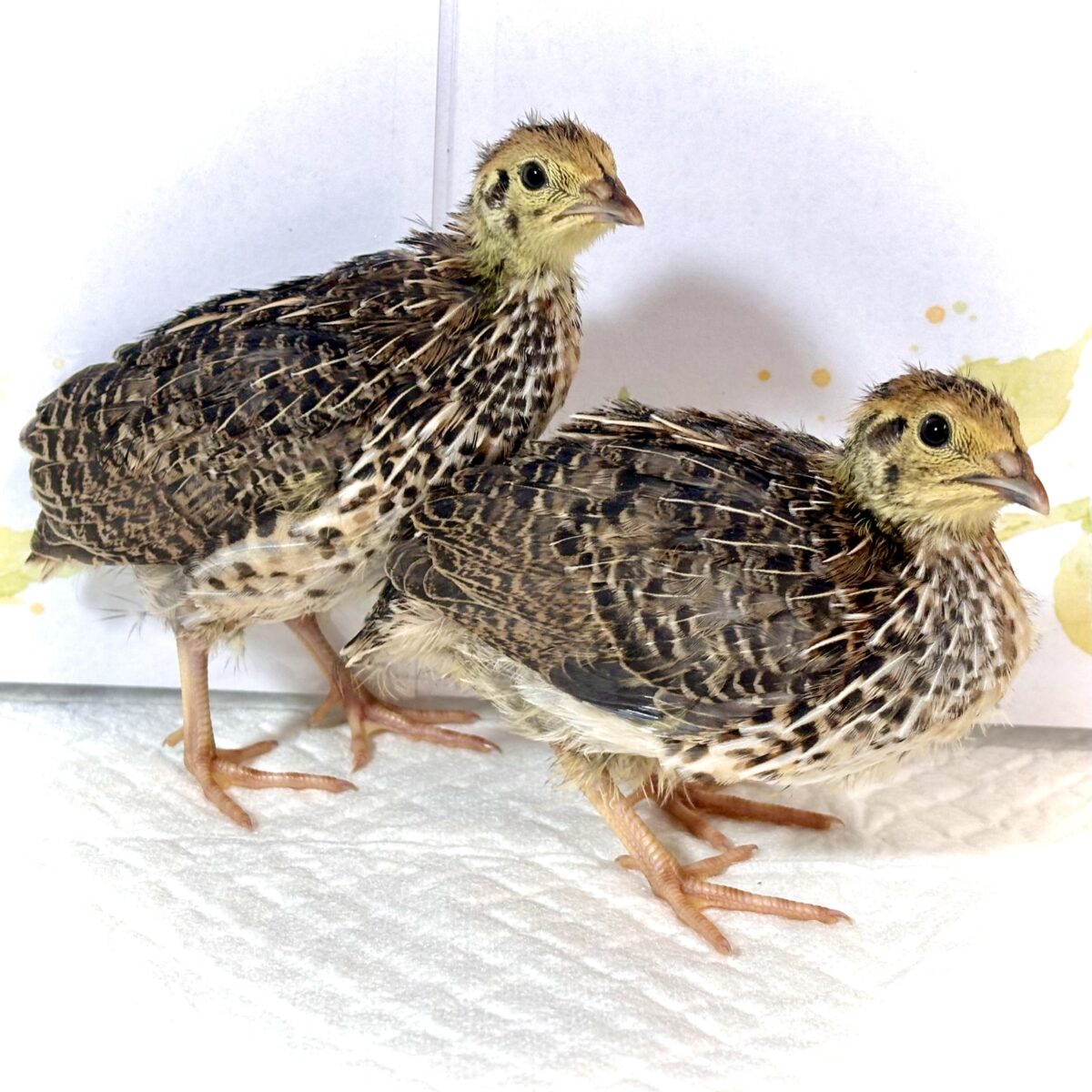並ウズラ 中ビナ 🐥 🐥🤎🌾･.｡*･.｡*