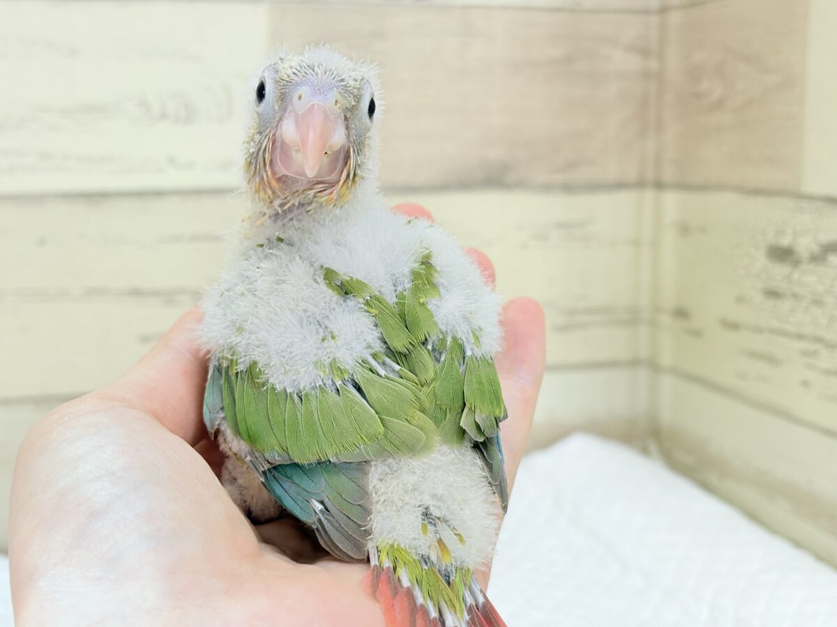 ホオミドリウロコインコ
