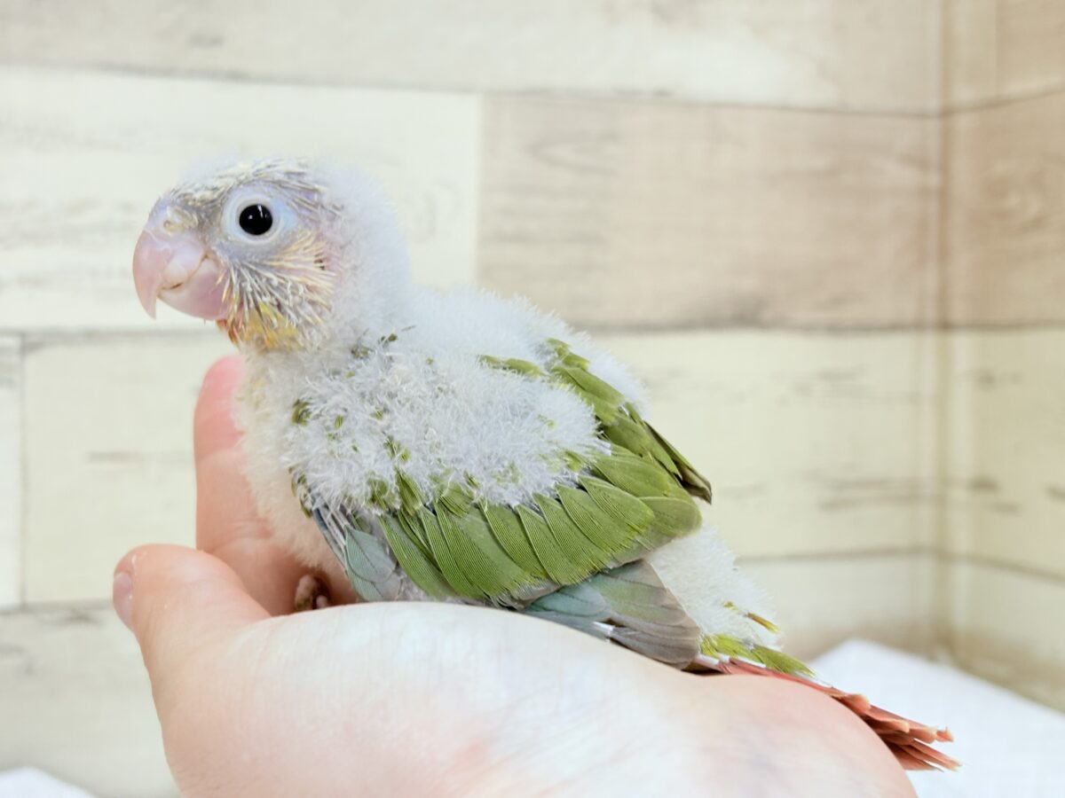 ホオミドリウロコインコ