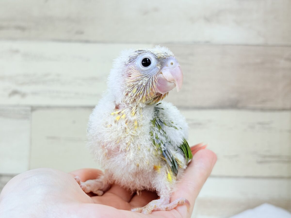 ホオミドリウロコインコ