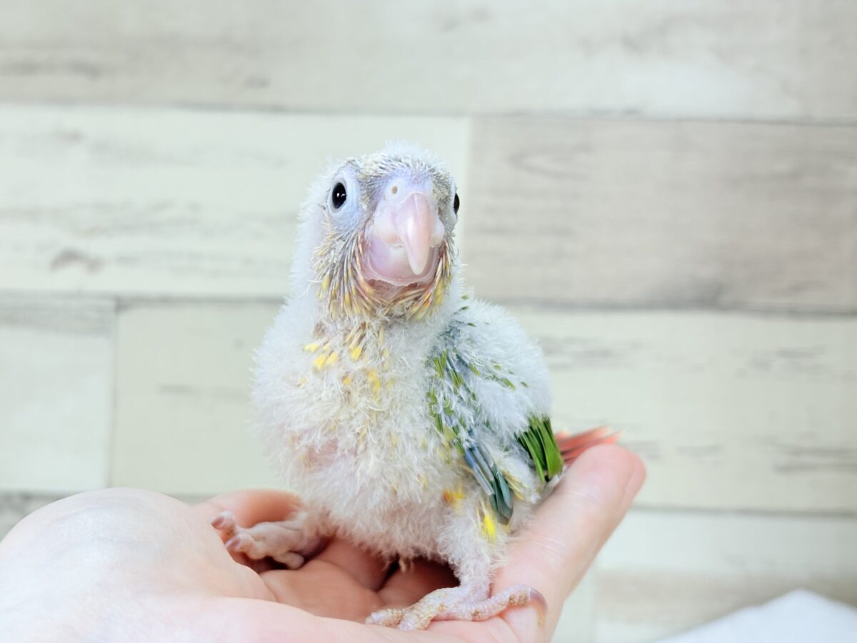 ホオミドリウロコインコ