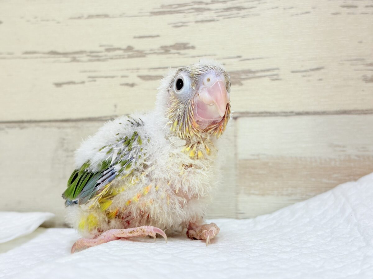 ホオミドリウロコインコ