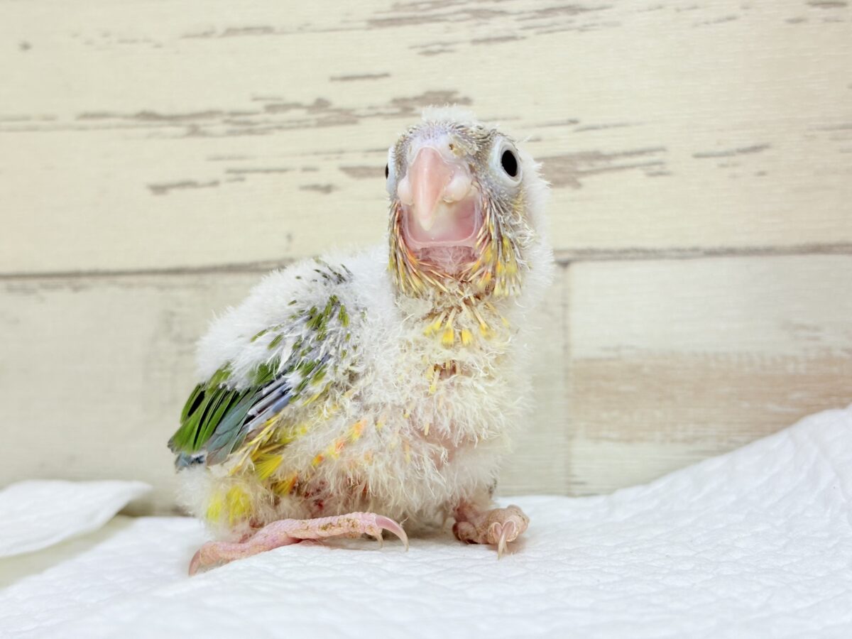 ホオミドリウロコインコ
