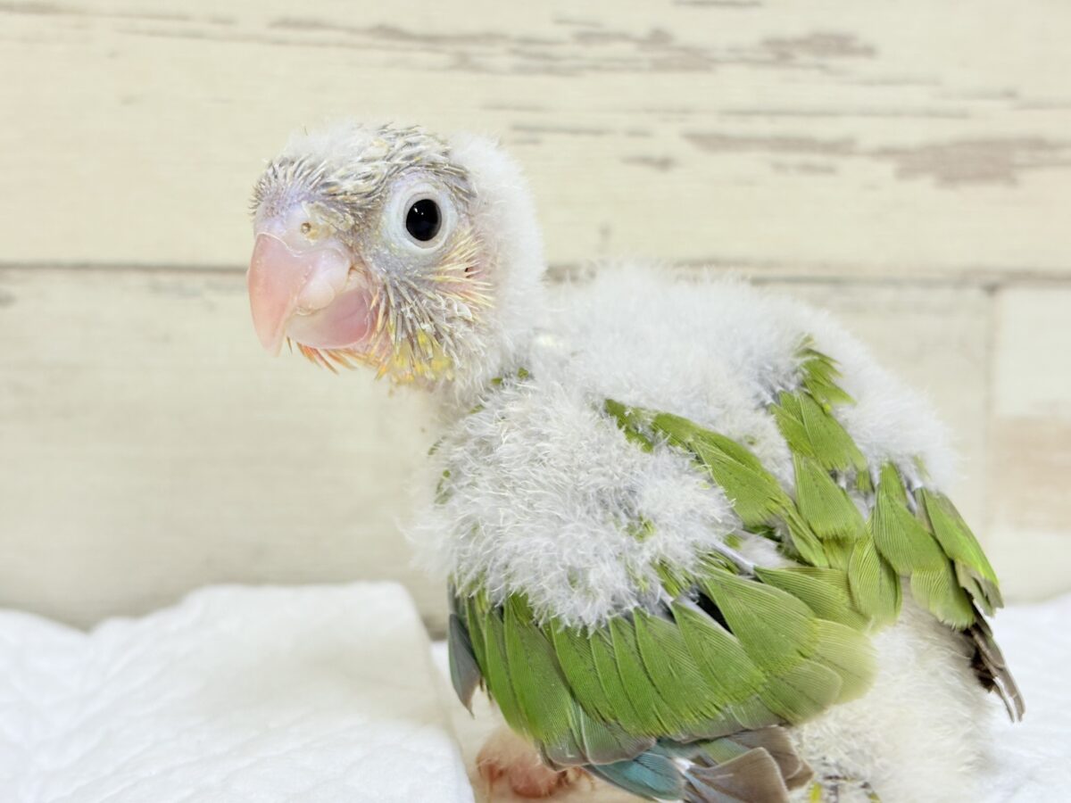 ホオミドリウロコインコ