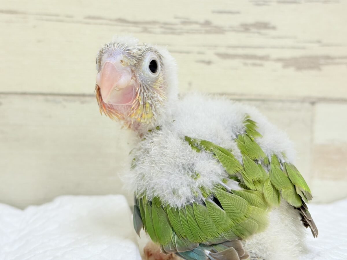 ホオミドリウロコインコ