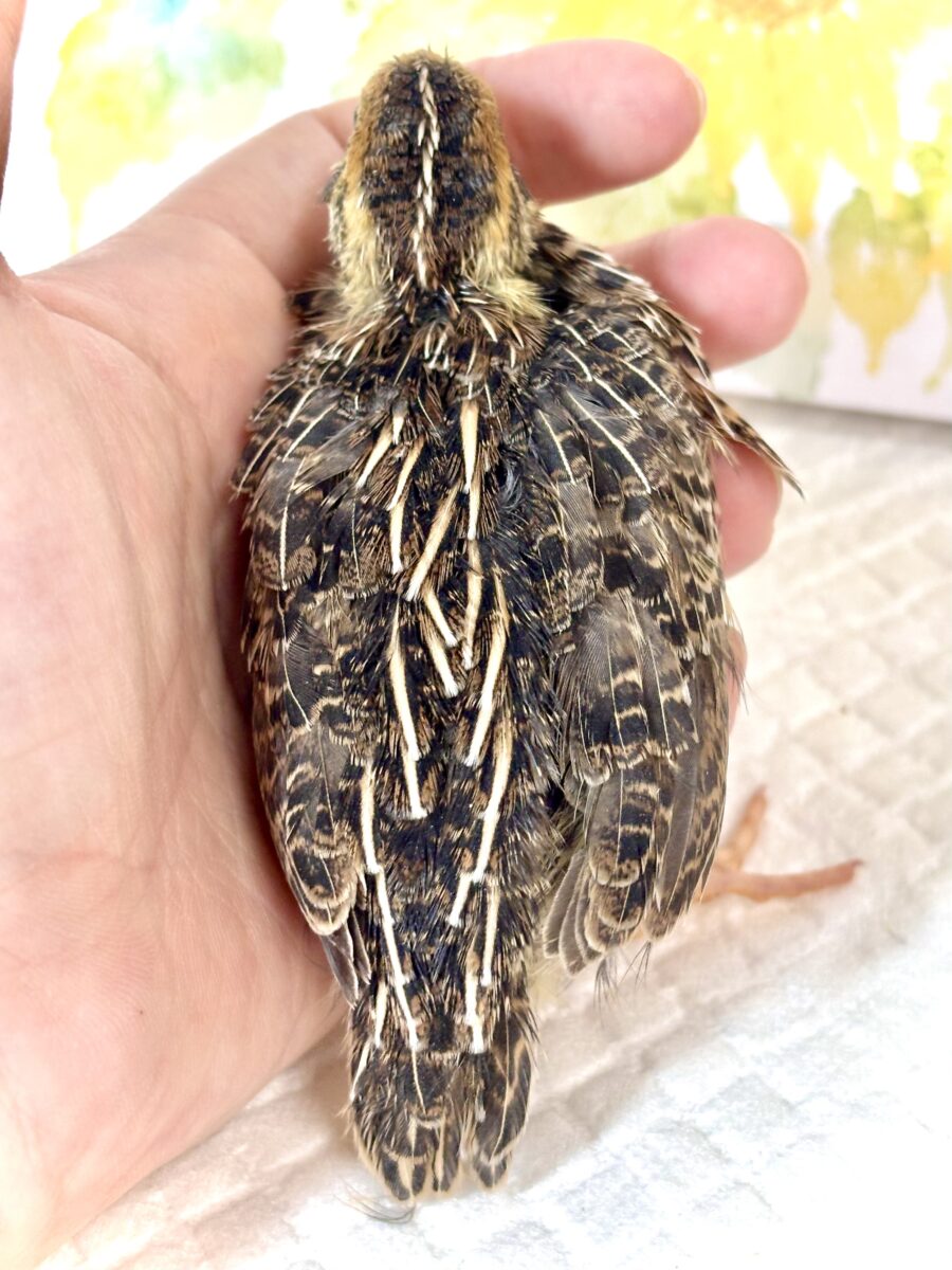 並ウズラ