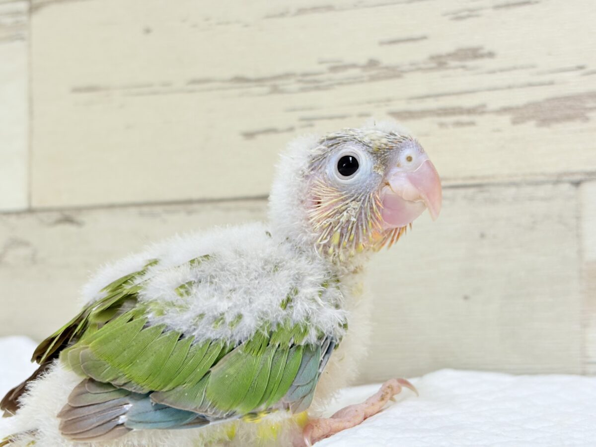 ホオミドリウロコインコ