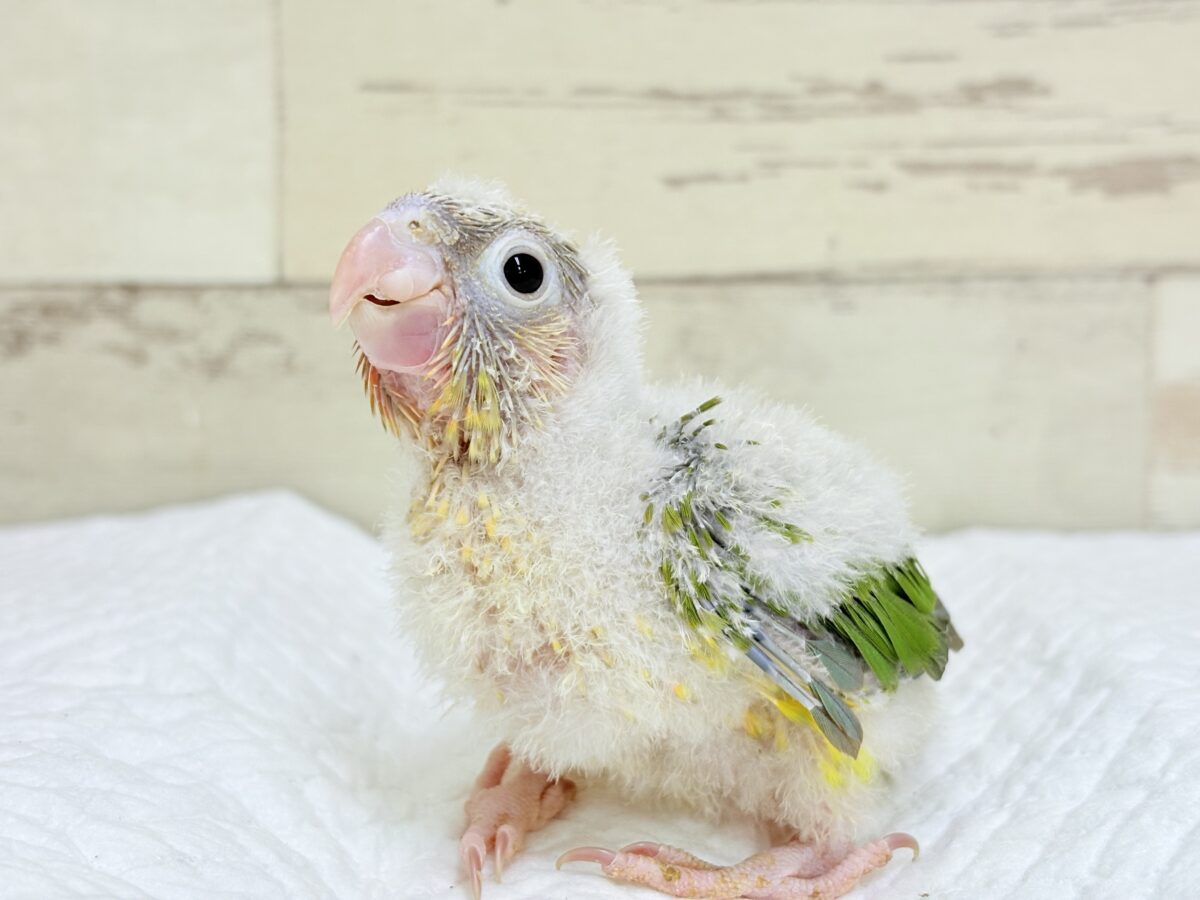 ホオミドリウロコインコ