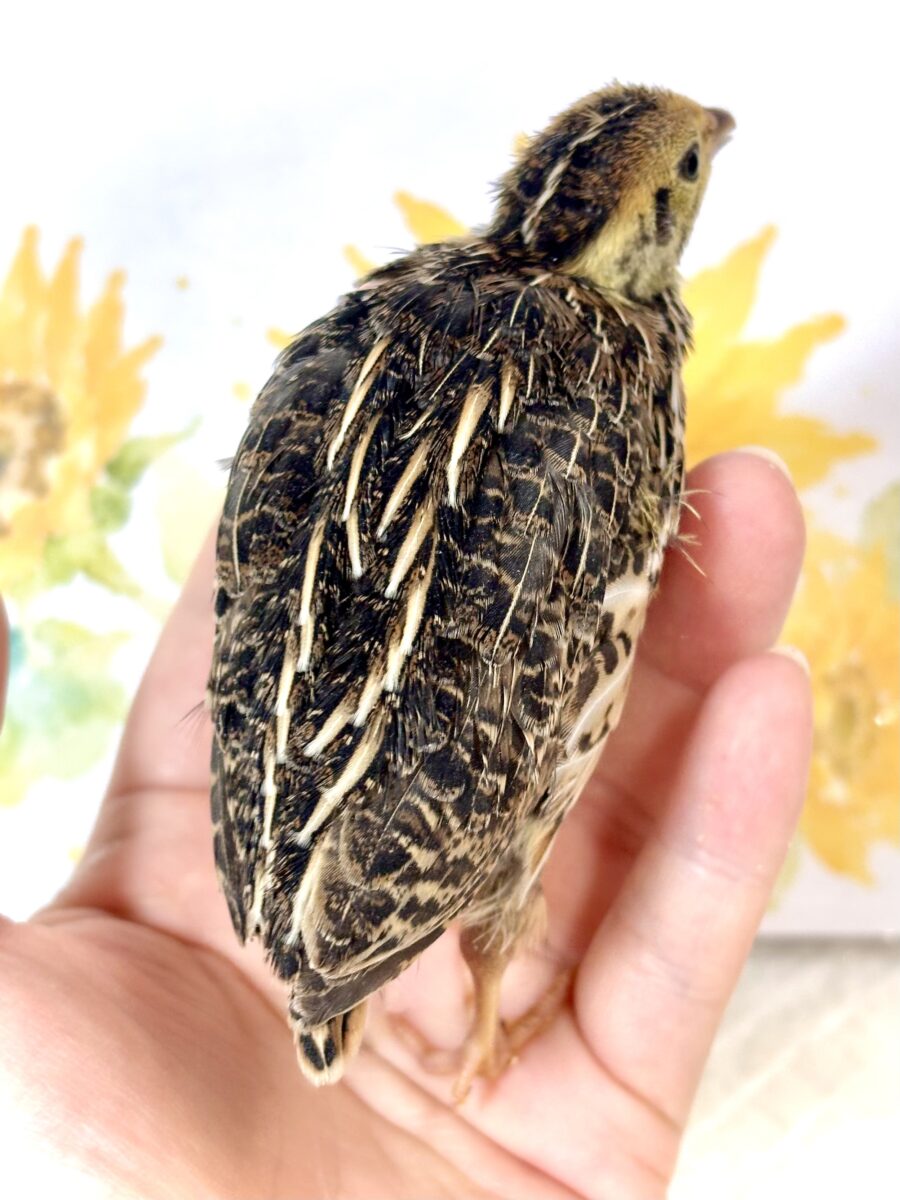 並ウズラ