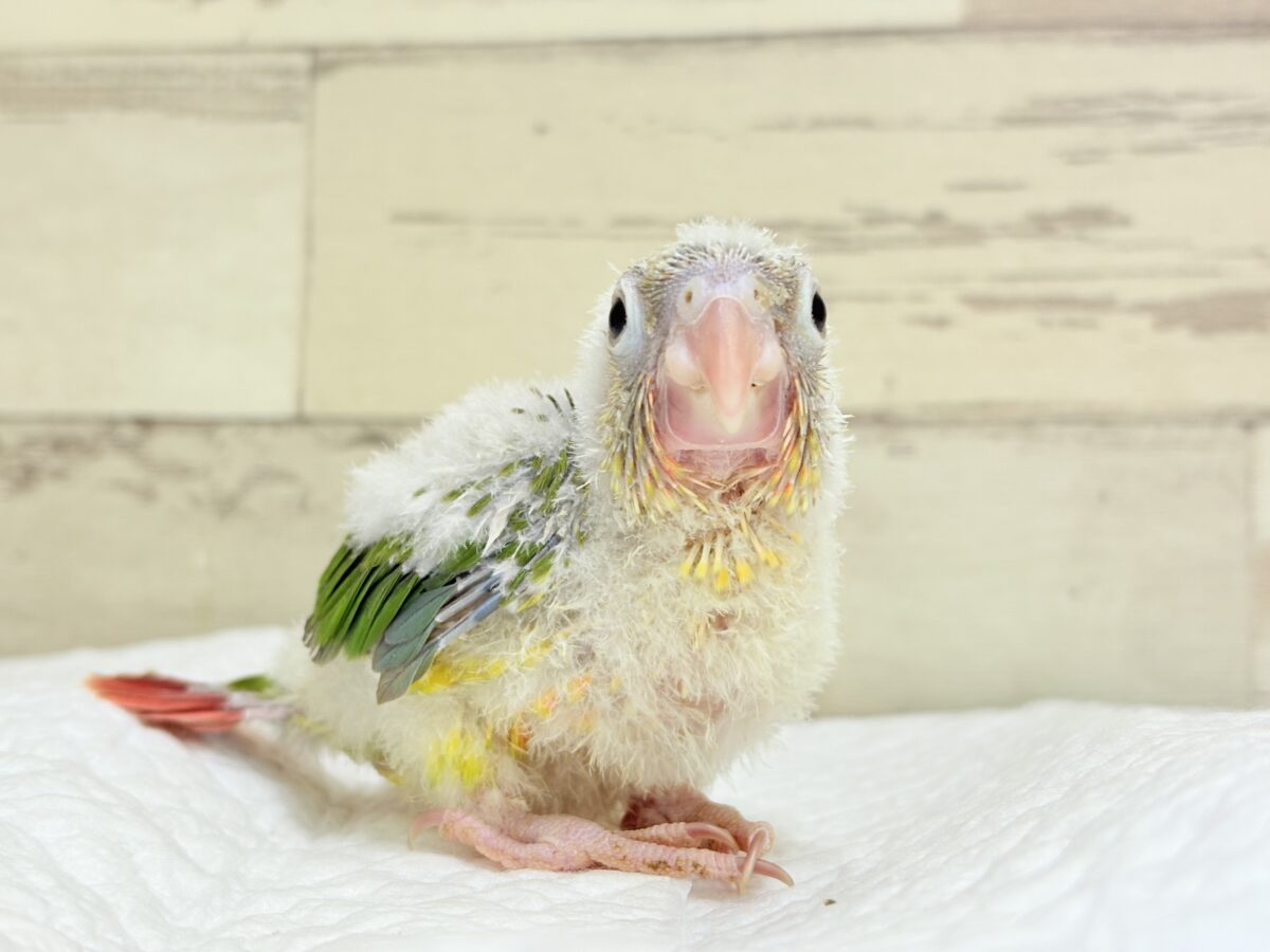 ホオミドリウロコインコ