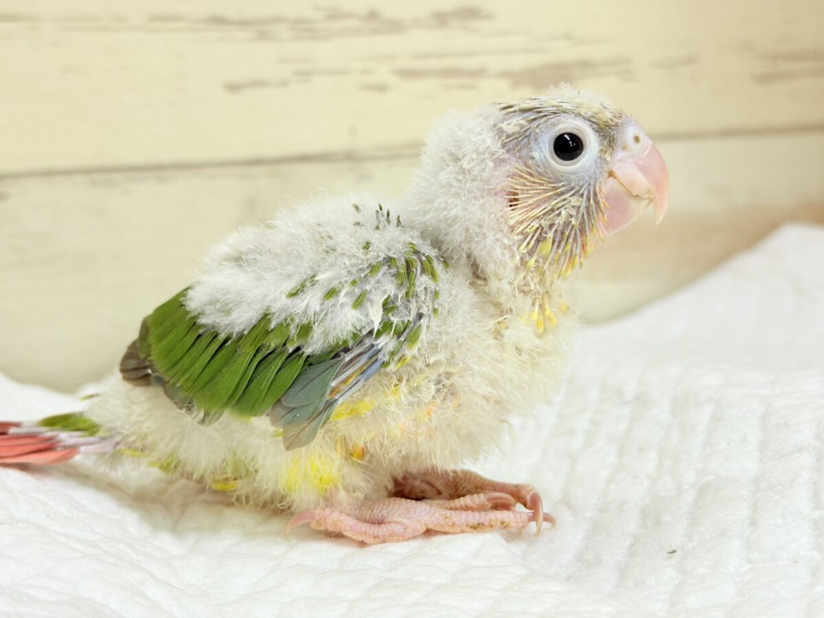 ホオミドリウロコインコ