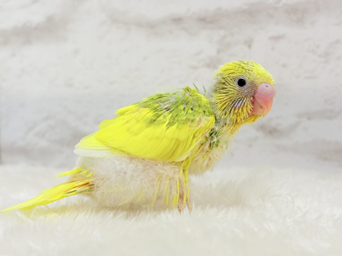 セキセイインコ