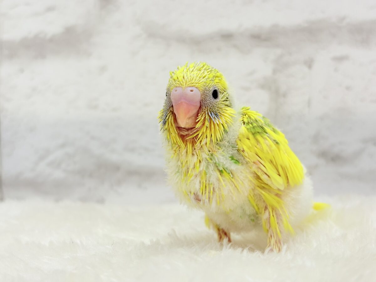 セキセイインコ
