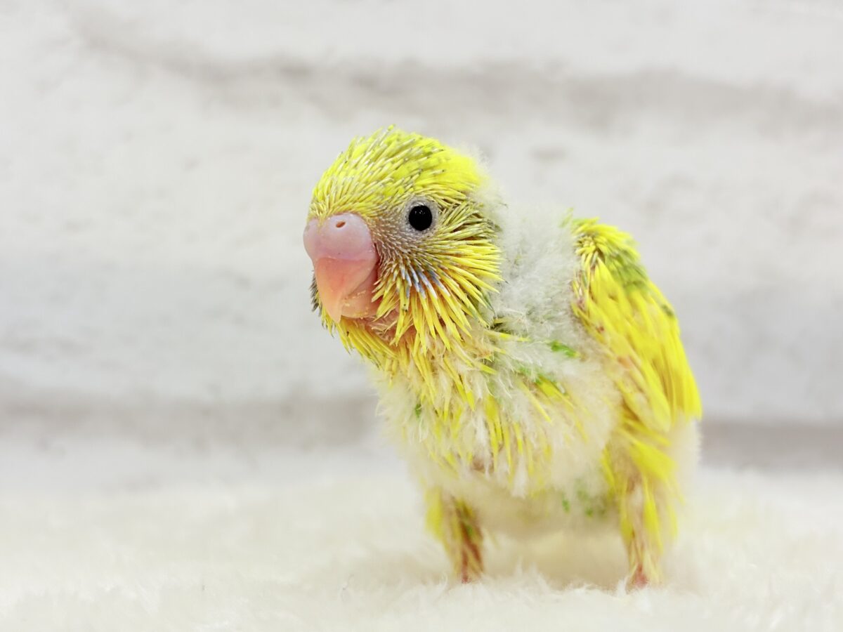 セキセイインコ