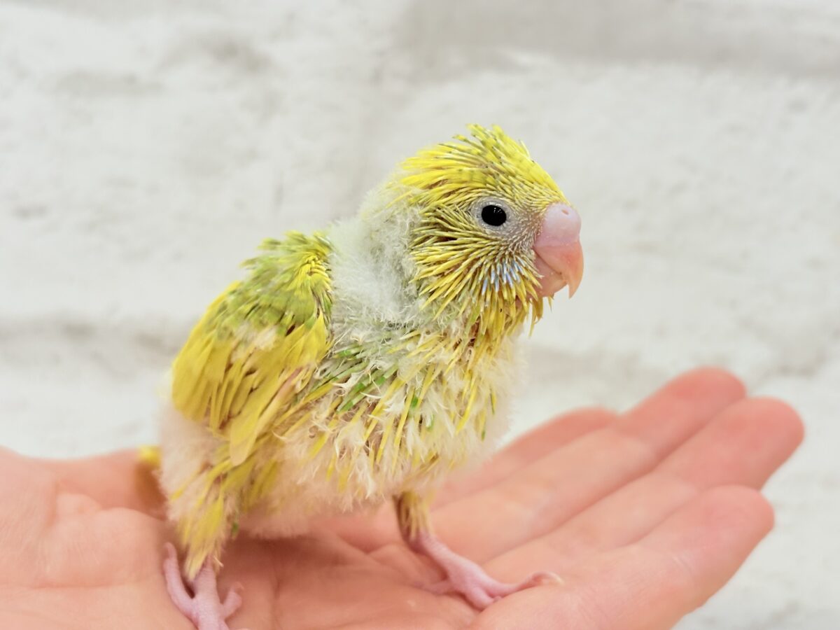 セキセイインコ