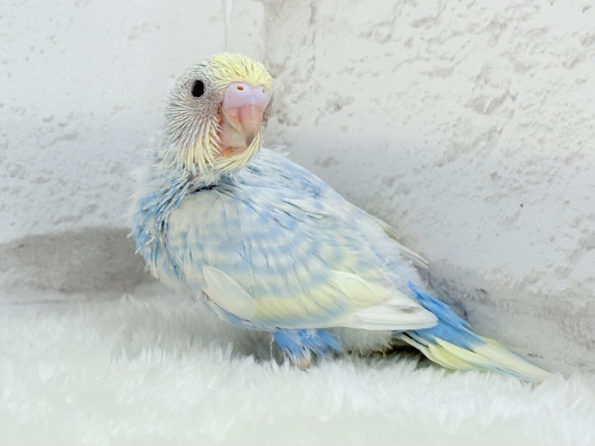 セキセイインコ