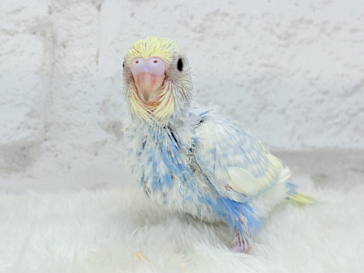 セキセイインコ