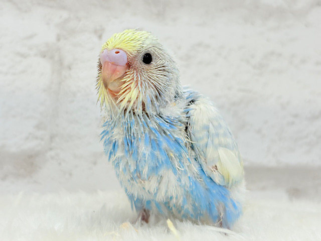 表情豊かなヒナちゃんです🐣✿.*･セキセイインコ(パステルレインボースパングル) ヒナ