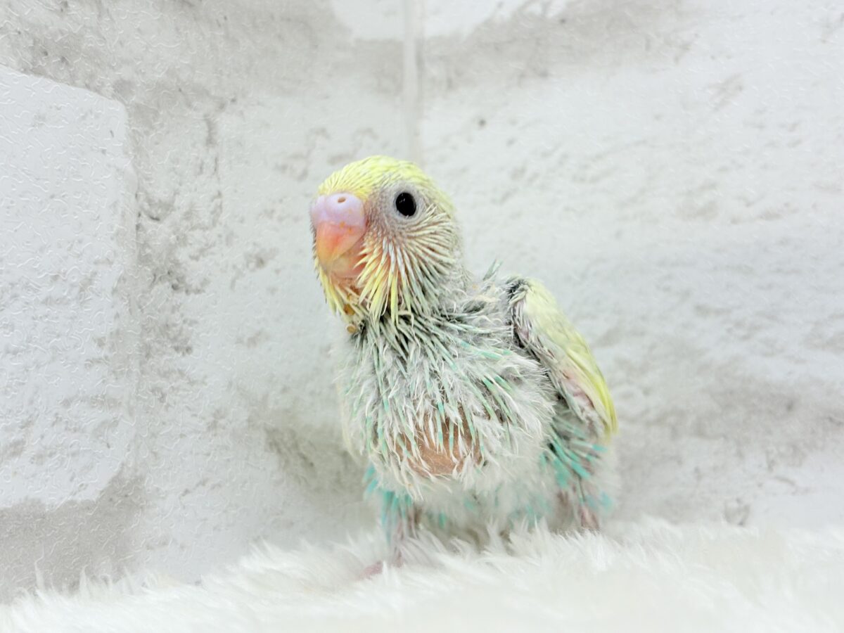 セキセイインコ