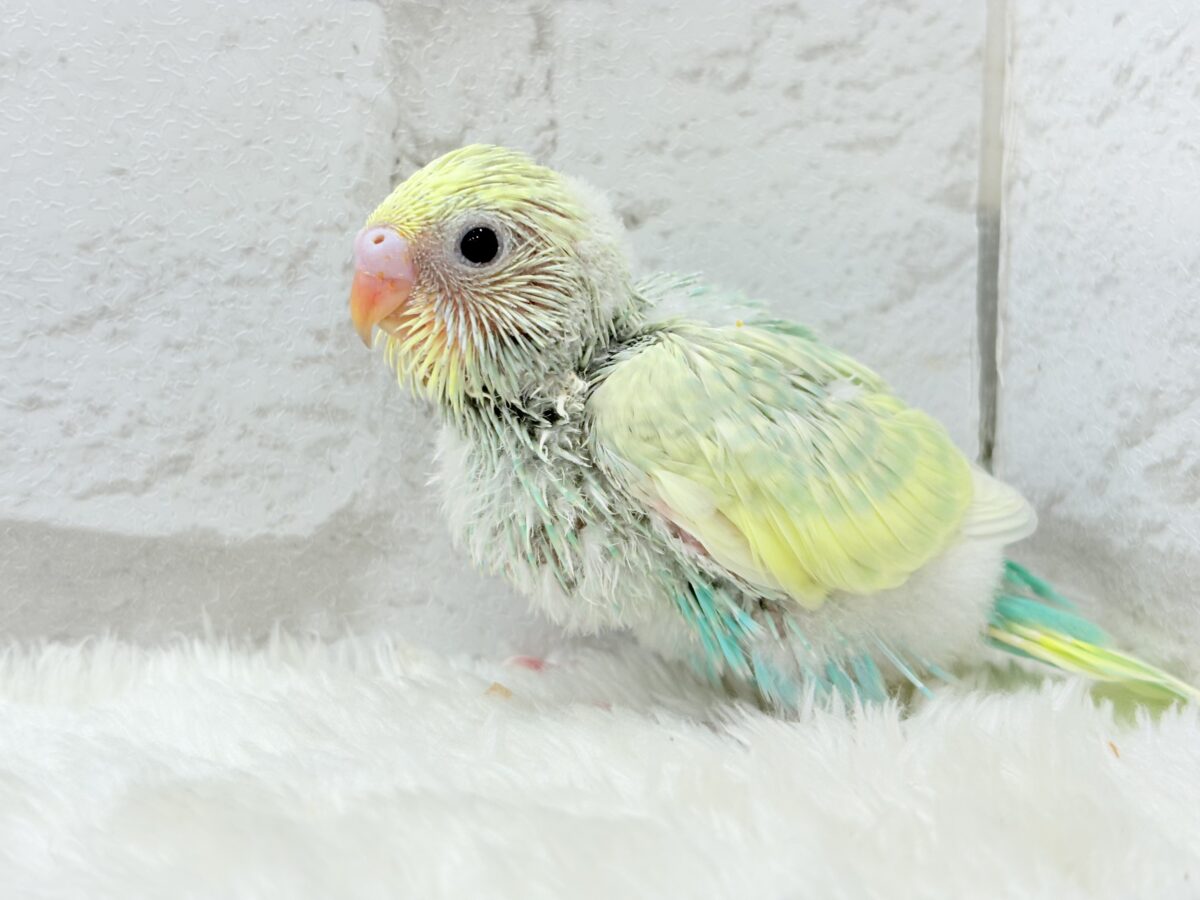 セキセイインコ