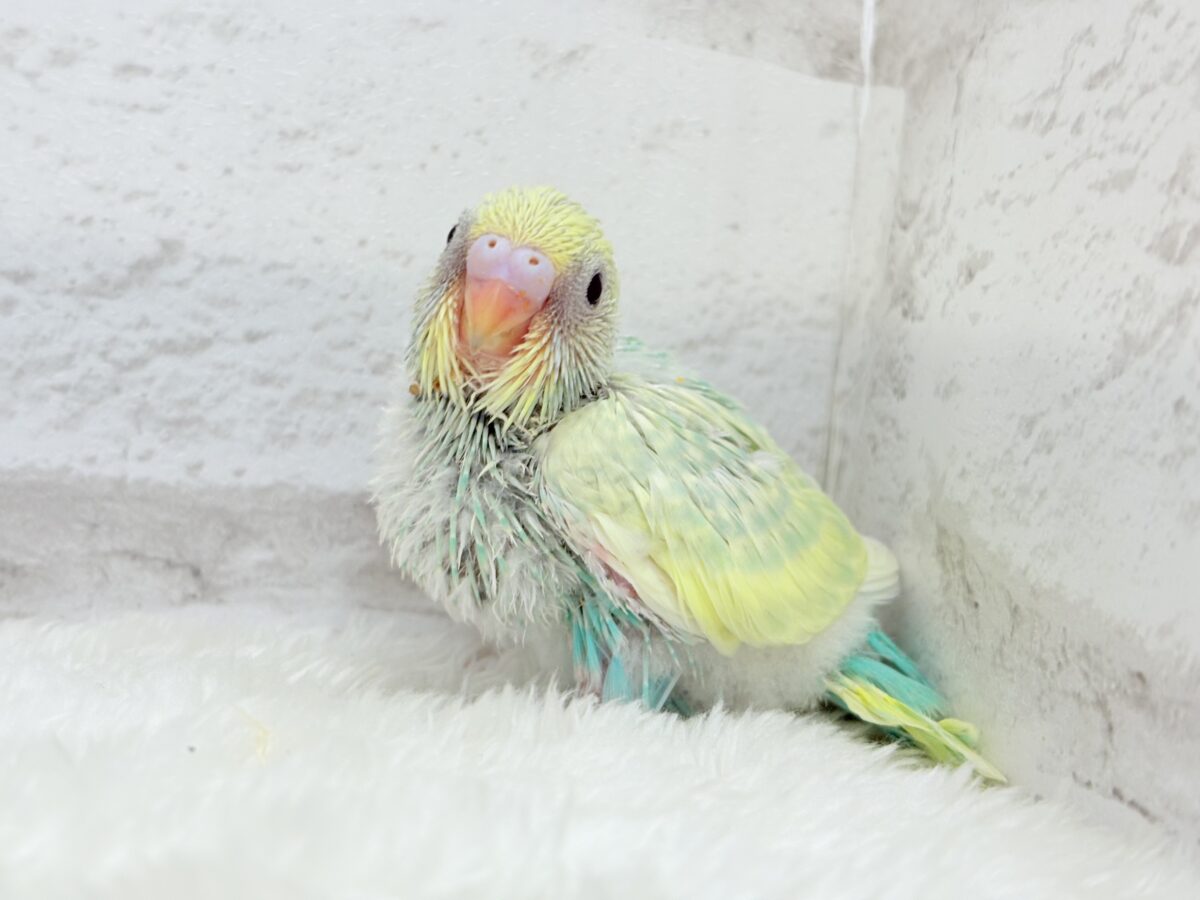 セキセイインコ