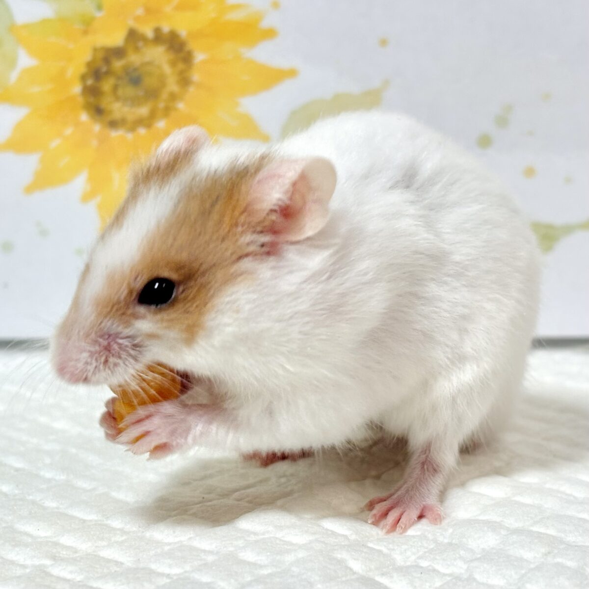 ゴールデンハムスター