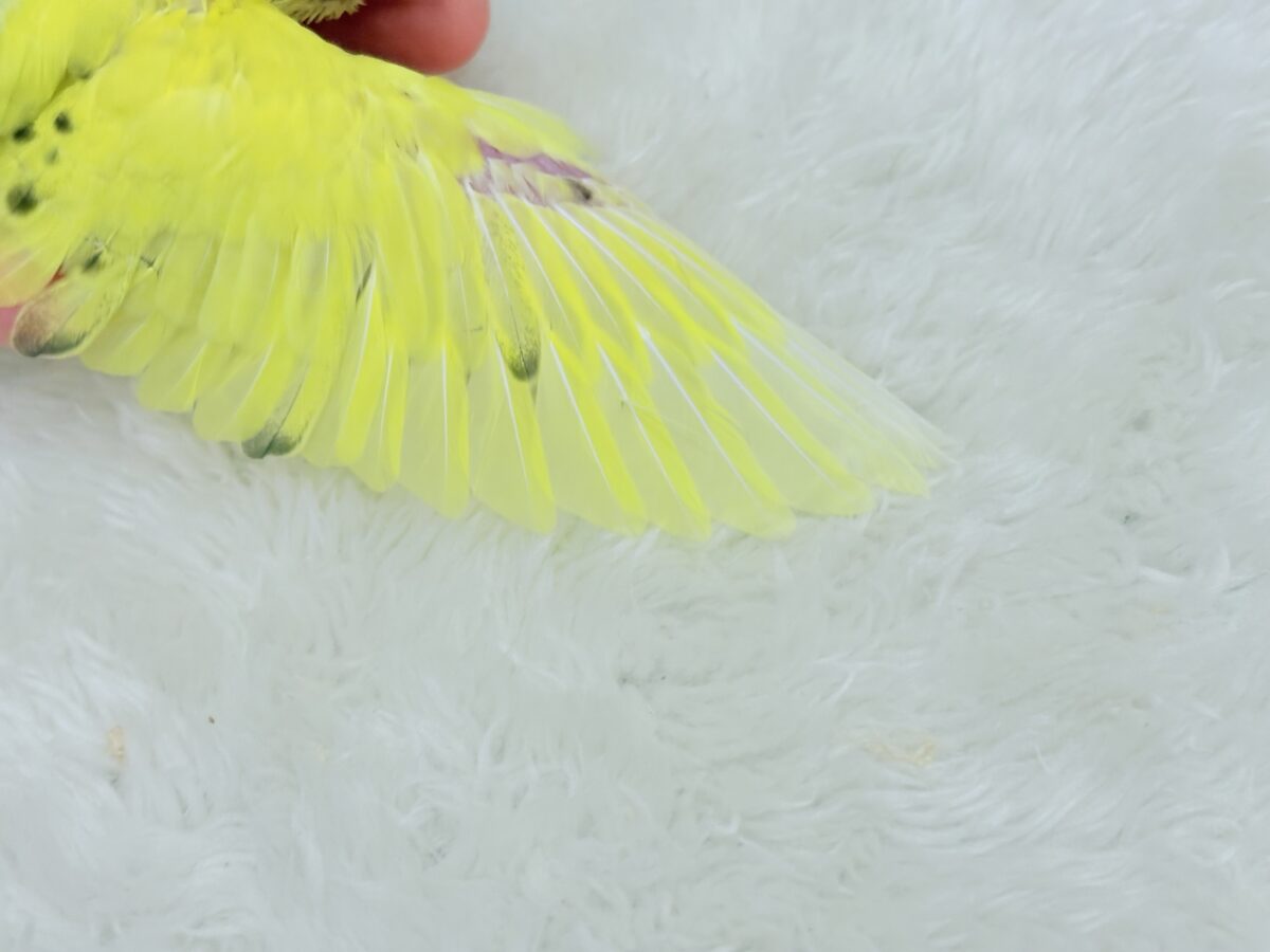 セキセイインコ