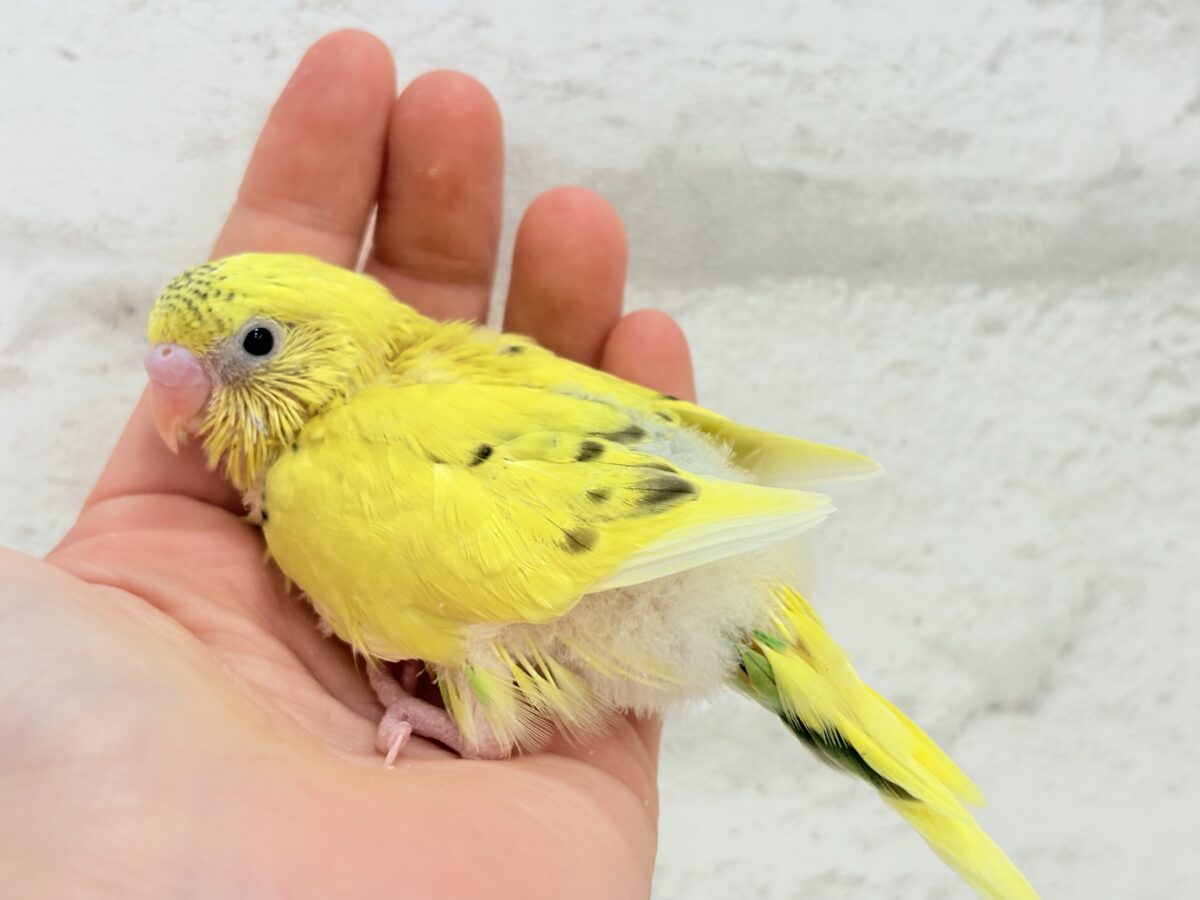セキセイインコ