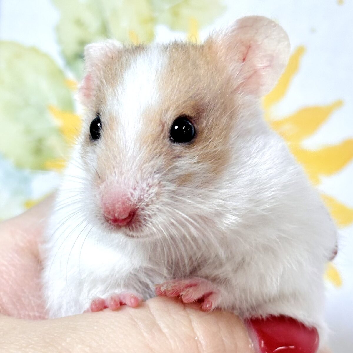 ゴールデンハムスター ドミノ 男の子🤎🤍🐹