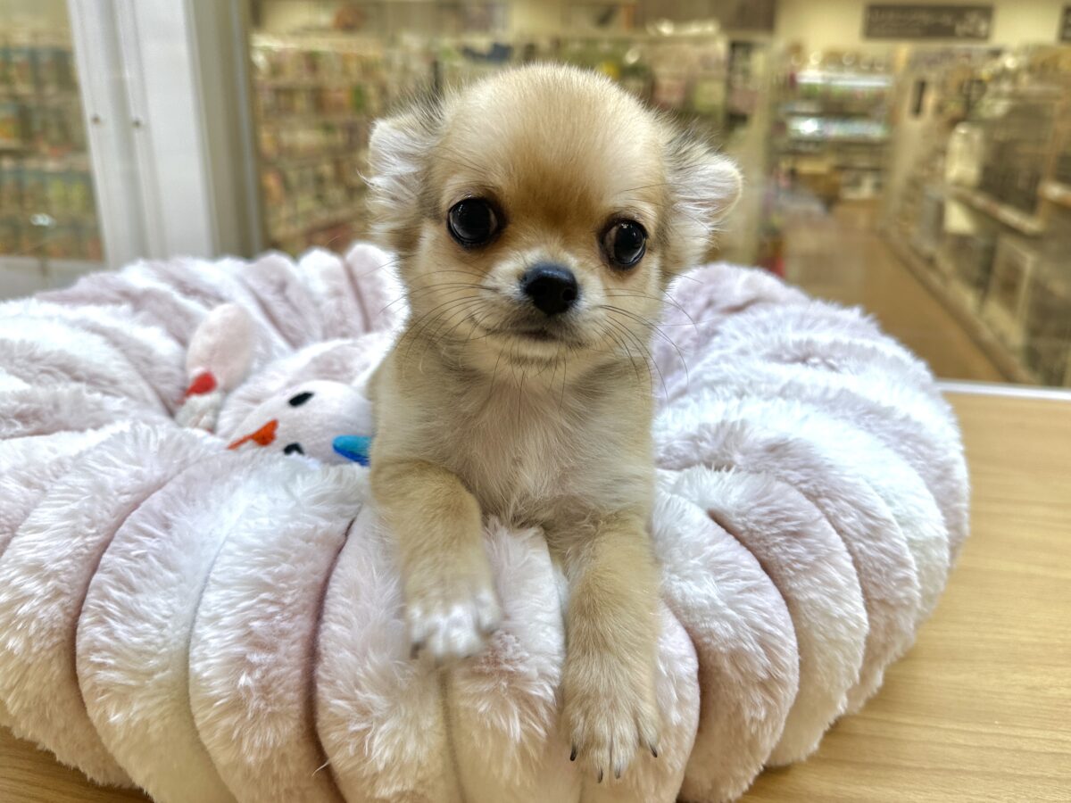 チワワ