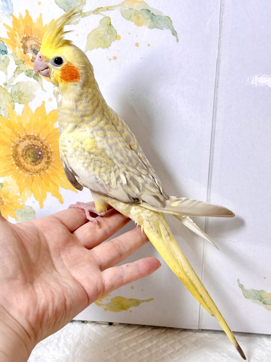 オカメインコ