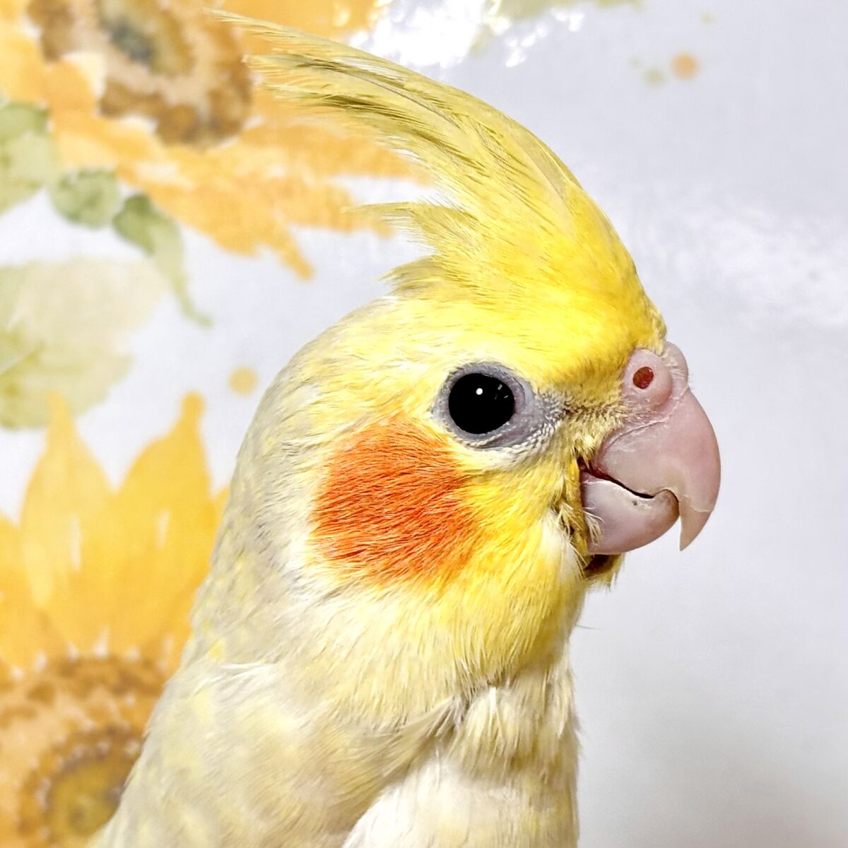 オカメインコ シナモンパール 🤎🧡💛🦜