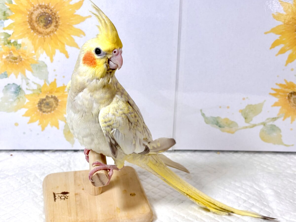 オカメインコ