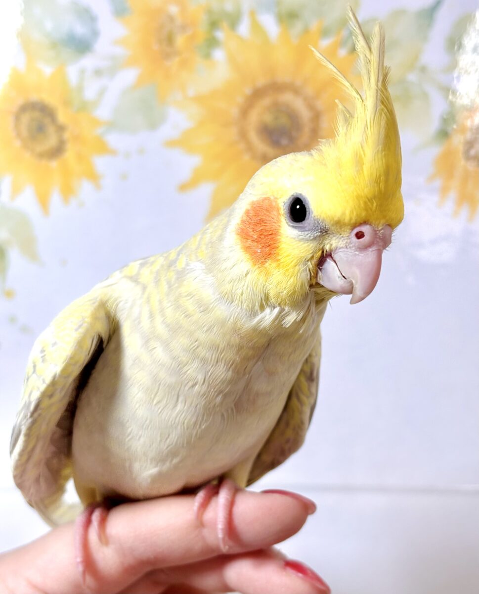 オカメインコ