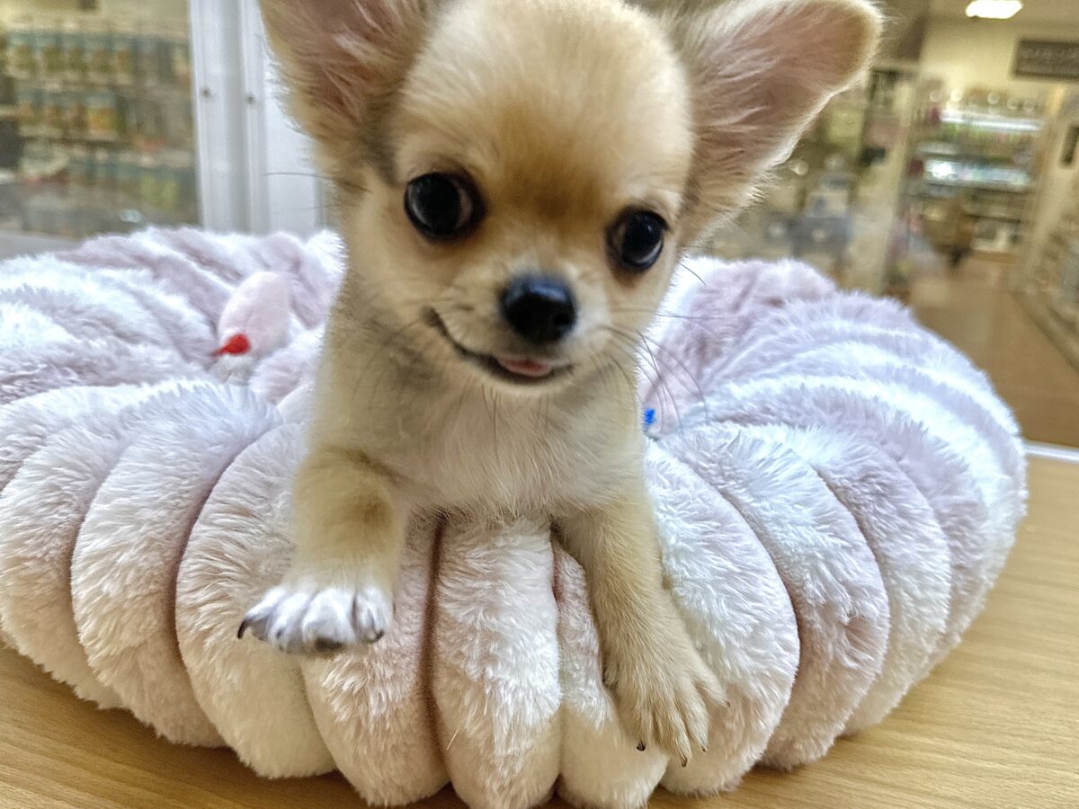 チワワ