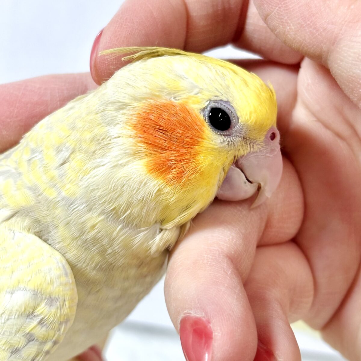 オカメインコ
