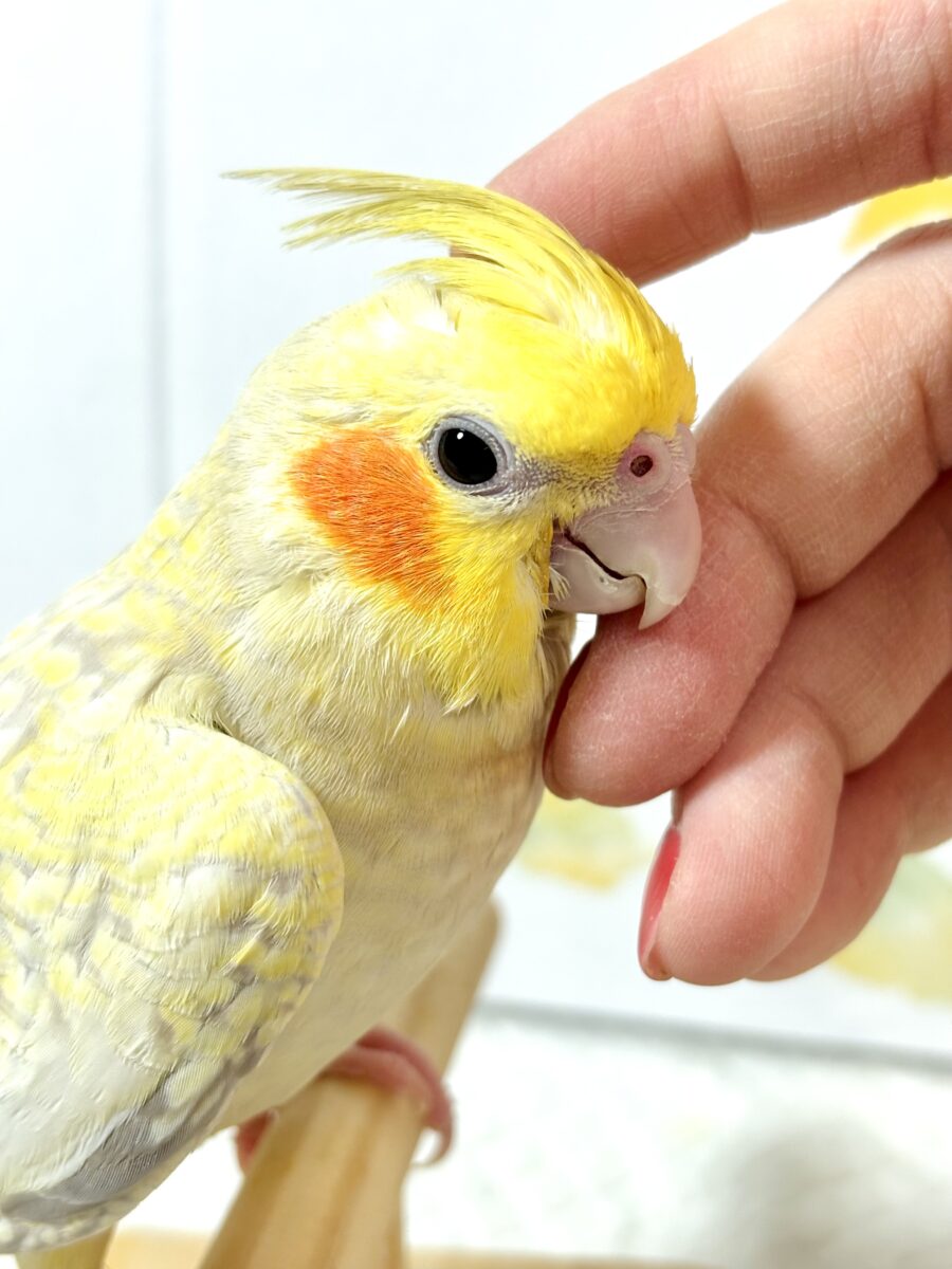オカメインコ