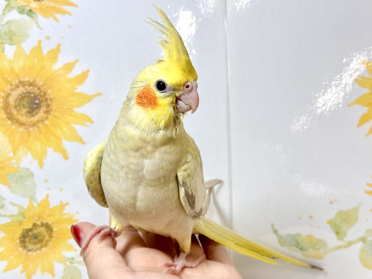 オカメインコ