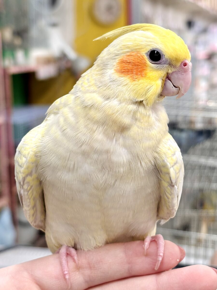 オカメインコ