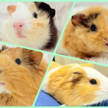 【- ̗̀🌱千葉店現在🌿】夏休みPuiPuiフェア🐹🌴🎐