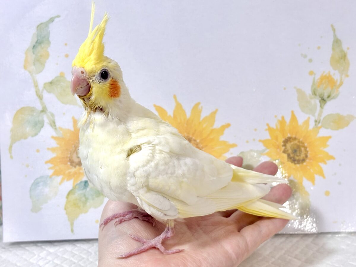 オカメインコ