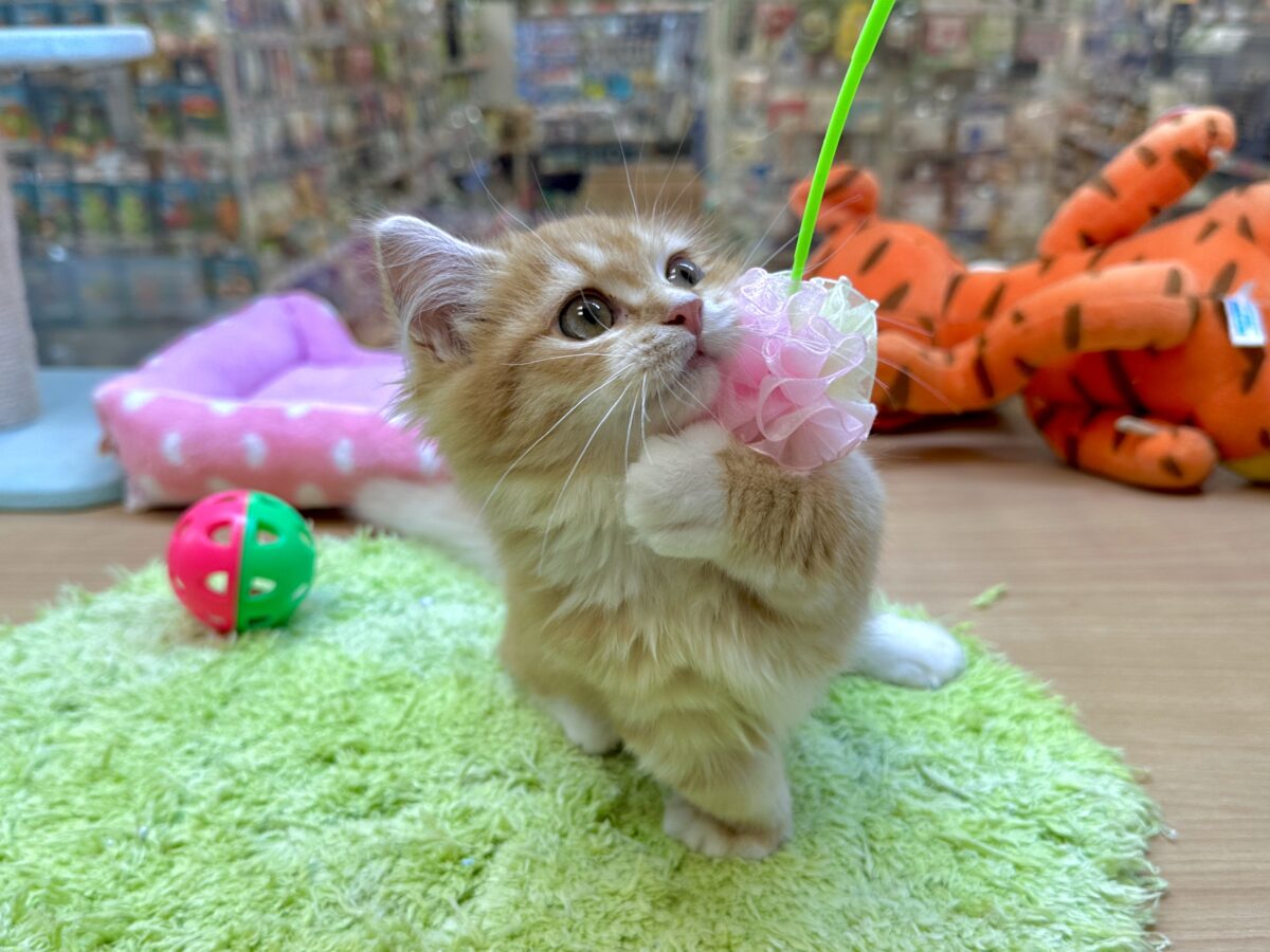 マンチカン