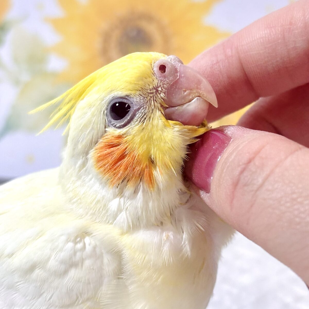 オカメインコ
