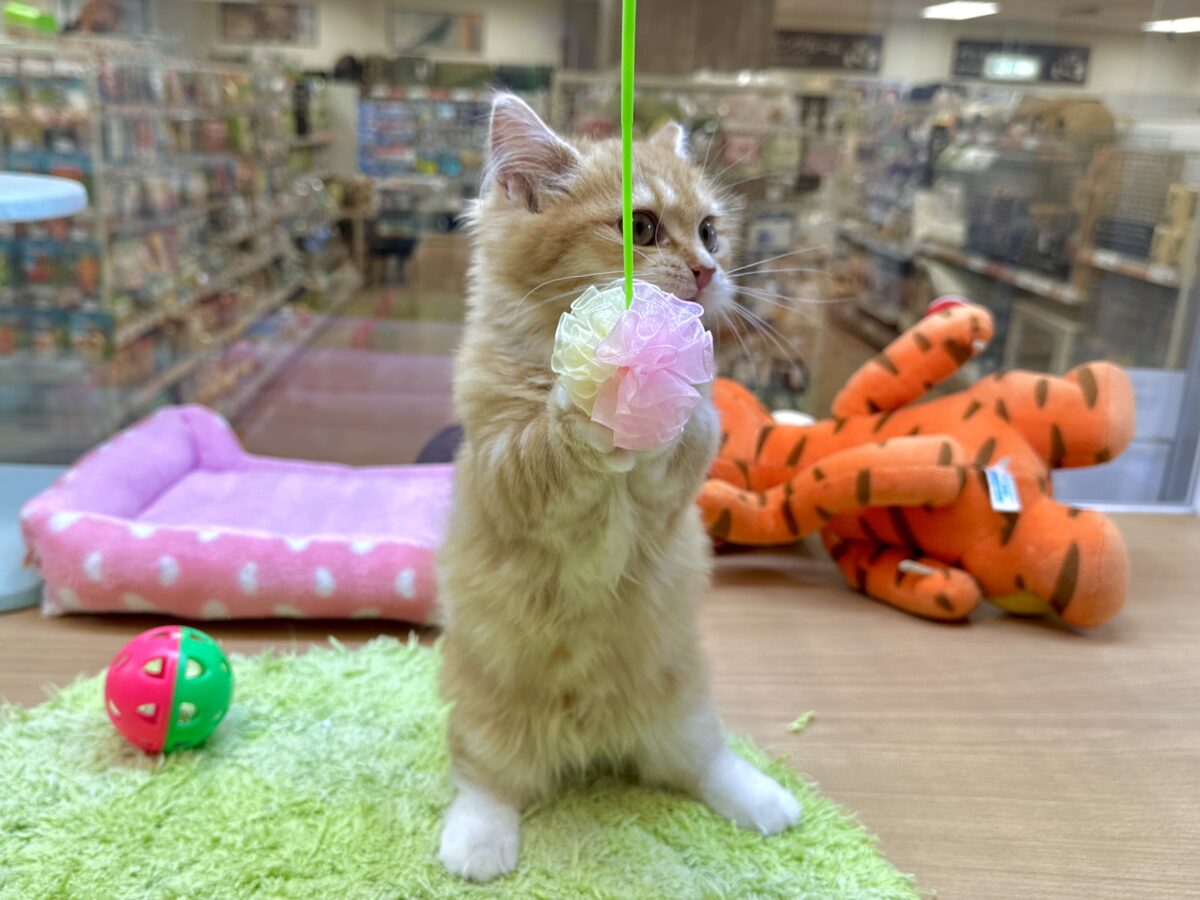 マンチカン