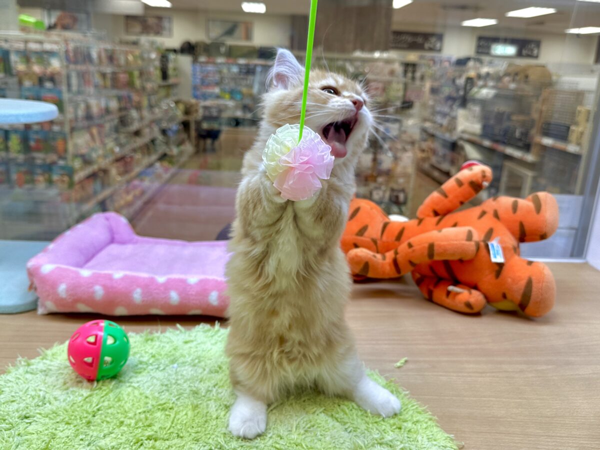 マンチカン
