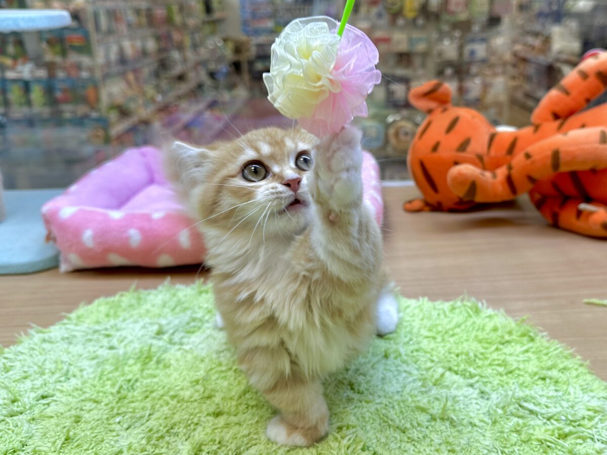マンチカン
