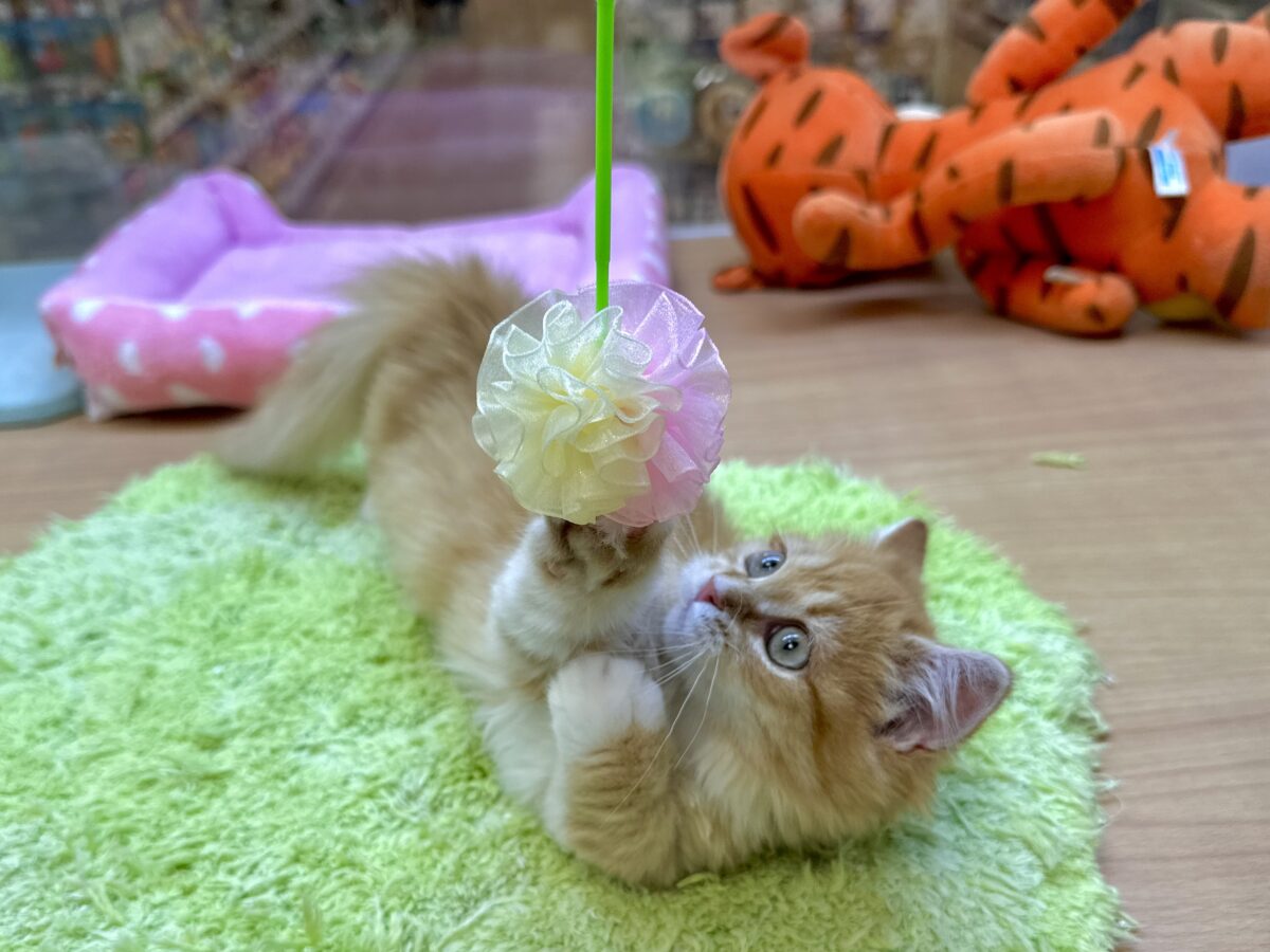 マンチカン