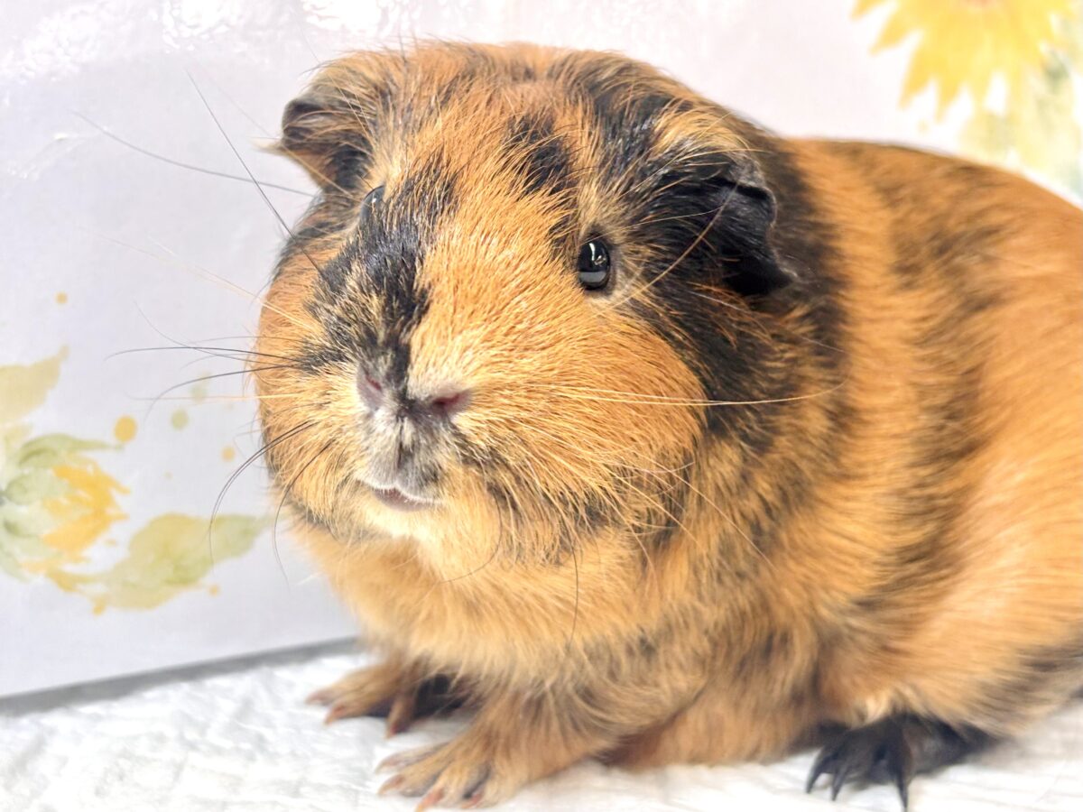 🧡 もちもちボディに惚れちゃう♡ イングリッシュモルモット 男の子 ブラウン×ブラック🐹✨