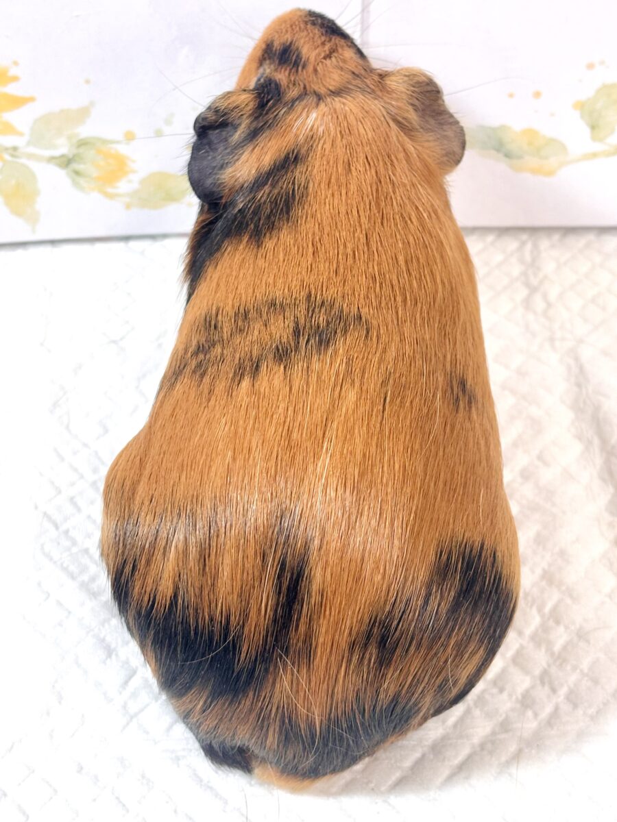 イングリッシュモルモット