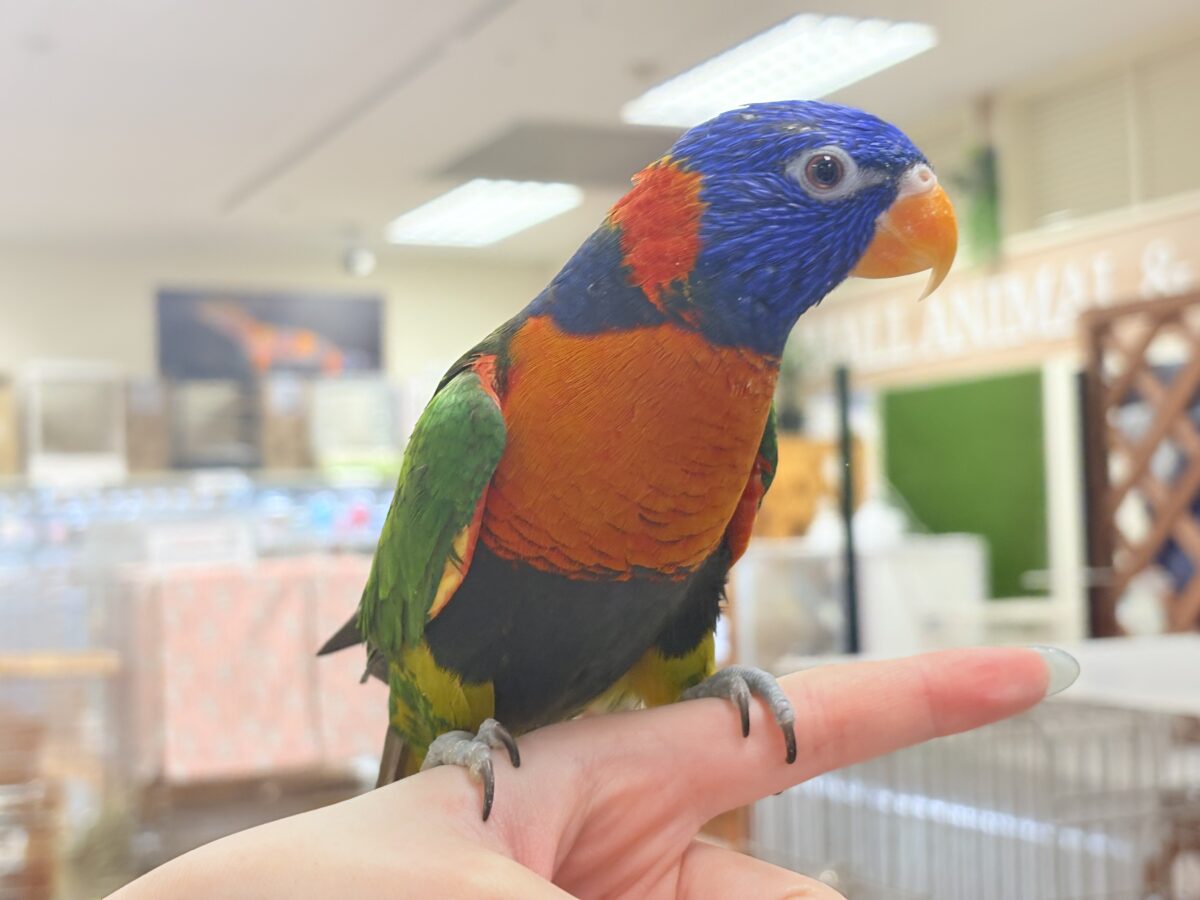 【最新画像】陽気にダンシング🎶✨️💕ゴシキセイガイインコちゃん❣️ ゴシキセイガイインコ
